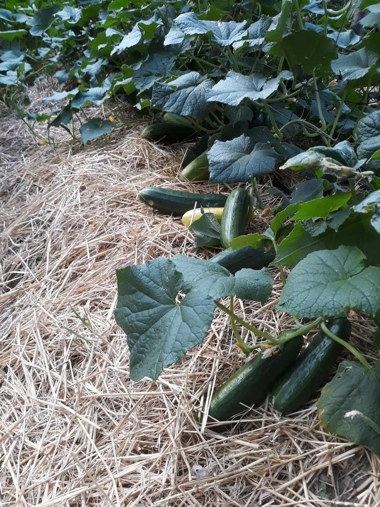 Une plantation de concombre avec des fruits verts et du feuillage, ils sont cultivés sur un paillis