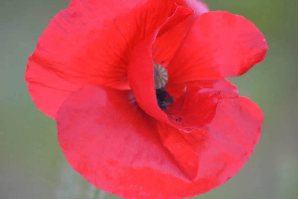 Graines biologiques reproductibles de Coquelicot - Pensez Sauvage