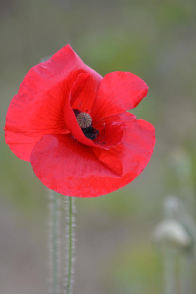 Graines biologiques reproductibles de Coquelicot - Pensez Sauvage