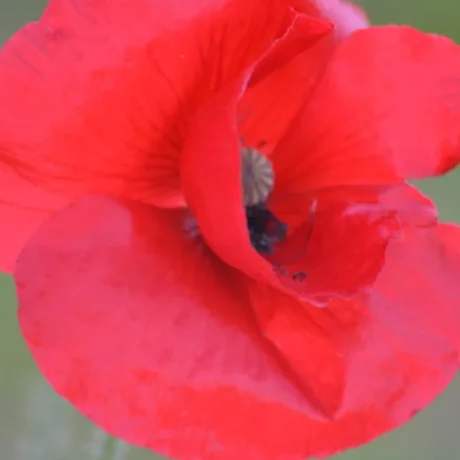 Graines biologiques reproductibles de Coquelicot - Pensez Sauvage