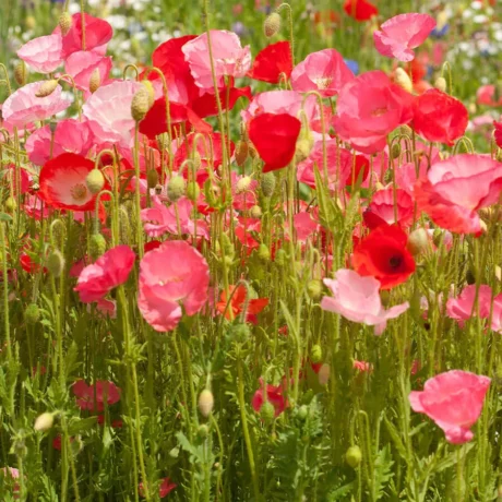 L'image montre un champs de coquelicot