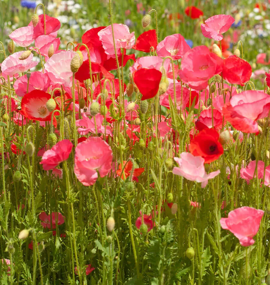 L'image montre un champs de coquelicot