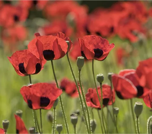 Graines biologiques reproductibles de Coquelicot "Lady Bird" - Pensez Sauvage