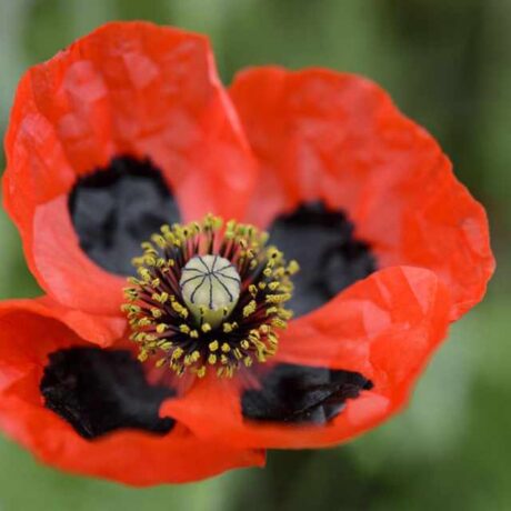 Graines biologiques reproductibles de Coquelicot "Lady Bird" - Pensez Sauvage