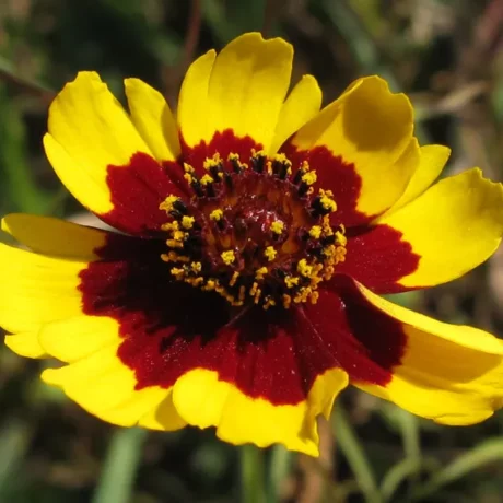 gros plan sur une fleur de coréopsis