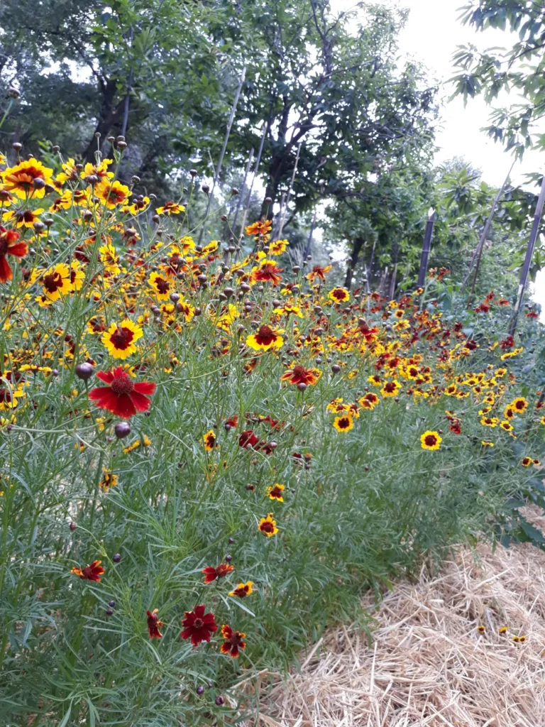 La culture des coréopsis tinctoria dans les jardins de Pensez Sauvage