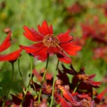 Coréopsis nain rouge