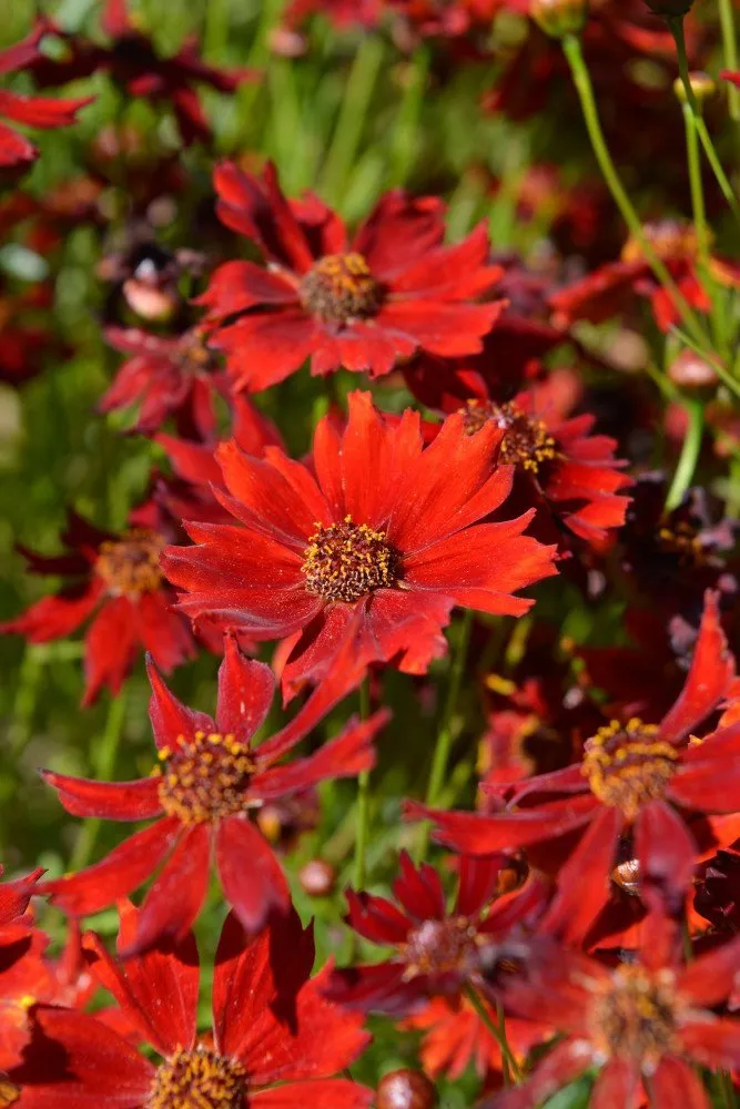 graines biologiques de coreopsis nain rouge