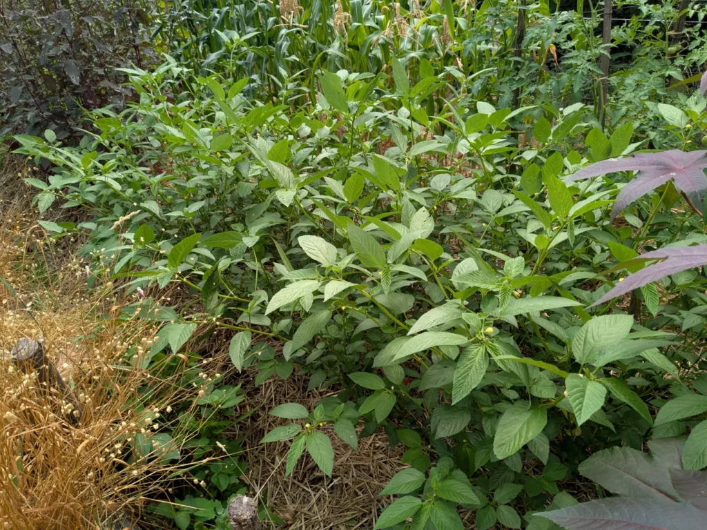 Joli massif de corète potagère en pleine forme, aux tiges dressées et au feuillage vert éclatant, poussant joyeusement entre maïs et autres plantes du potager. Les jeunes fleurs annoncent déjà la venue des futures gousses pleines de semences. Une scène de jardin foisonnante et pleine de vitalité, où la corète se mêle harmonieusement aux cultures voisines.