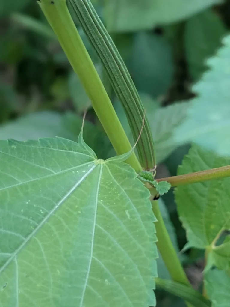 Détail d’une tige de corète potagère montrant une gousse allongée encore verte, prête à renfermer ses futures graines. On distingue les nervures nettes d’une feuille en avant-plan, typiques de cette plante cultivée pour ses feuilles et ses semences.