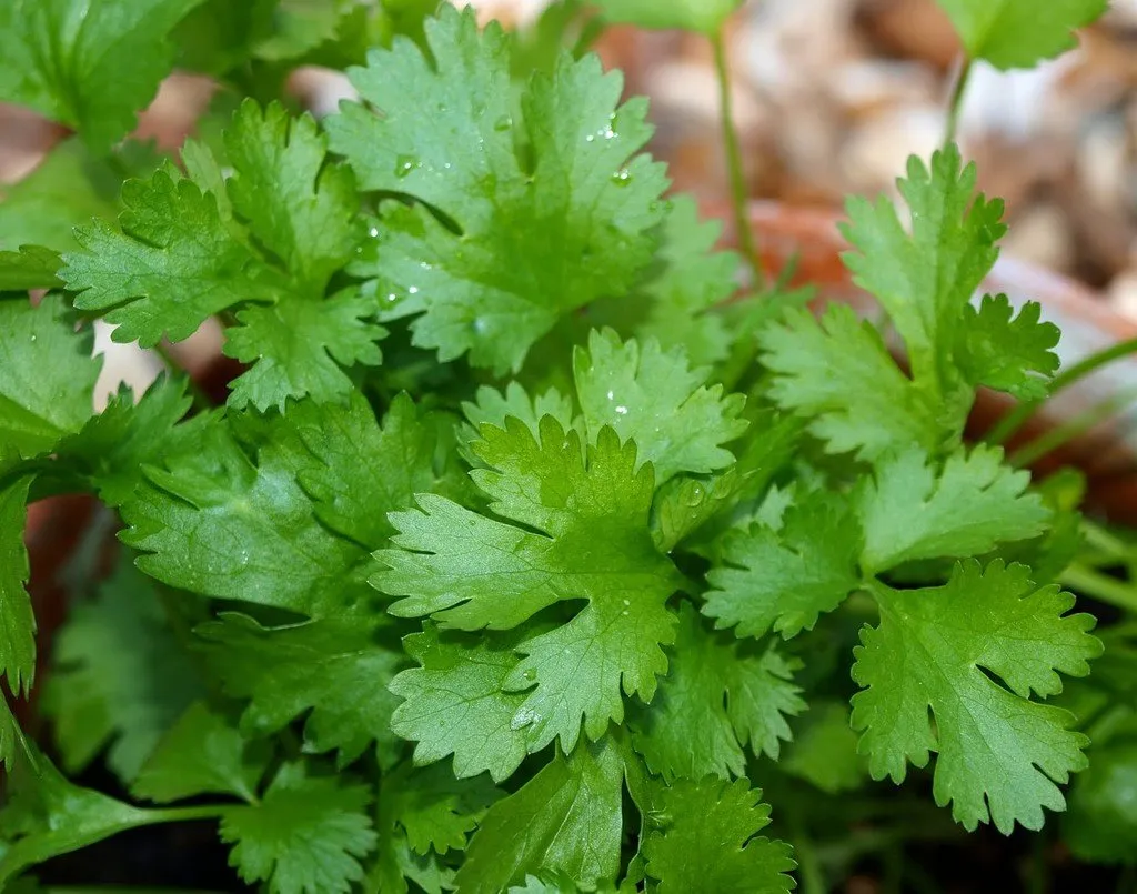 semences paysannes reproductibles de coriandre