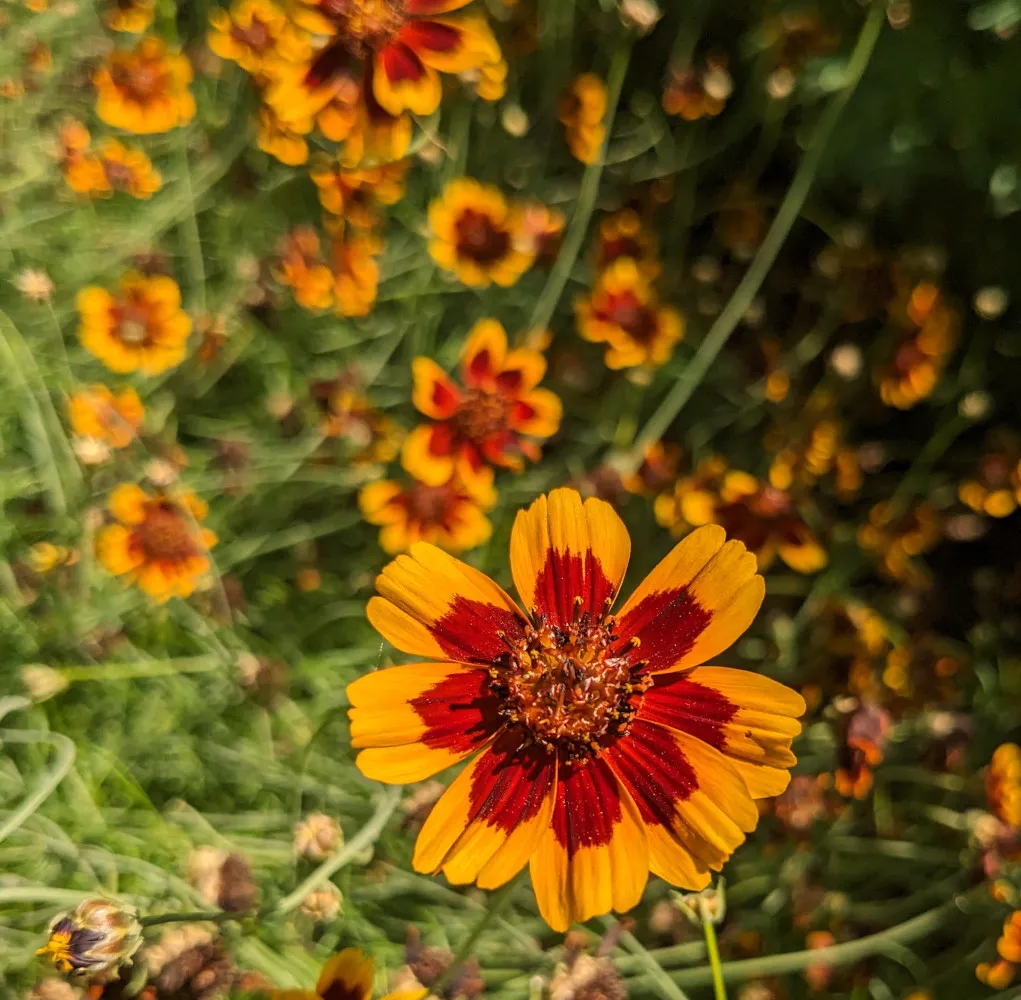 Fleur de Cosmidium Brunette en gros plan, montrant nettement ses pétales bicolores jaunes et bruns rougeâtres. Le disque central est brun foncé et bien visible. En arrière-plan, plusieurs autres fleurs floues forment un tapis dense de tiges fines et feuillage léger.