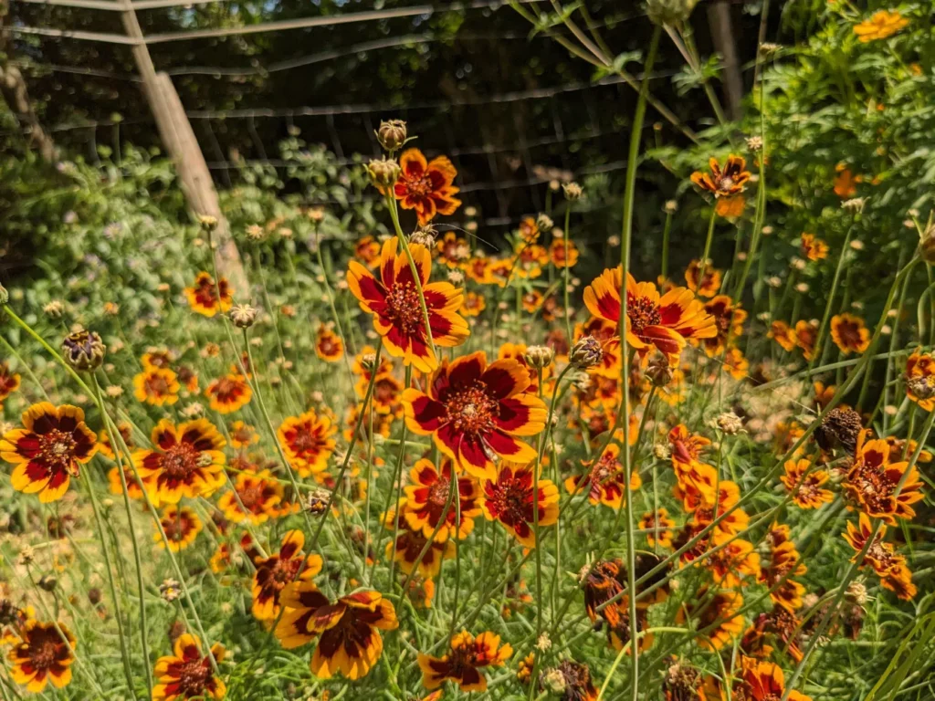 Massif de Cosmidium Brunette en pleine floraison. Les tiges fines et souples portent de nombreuses fleurs jaune et brun rouge, réparties sur une parcelle ensoleillée. On distingue le tuteurage à l’arrière, signe d’une culture en extérieur dans un jardin ou une zone de production de semences.