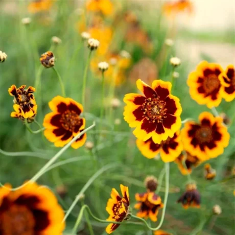 Touffe de Cosmidium Brunette avec plusieurs fleurs ouvertes, au cœur brun chocolat entouré de pétales jaunes. Les fleurs fanées et en formation montrent différentes étapes du cycle floral. Le fond vert clair met en valeur la couleur bicolore typique de la variété.