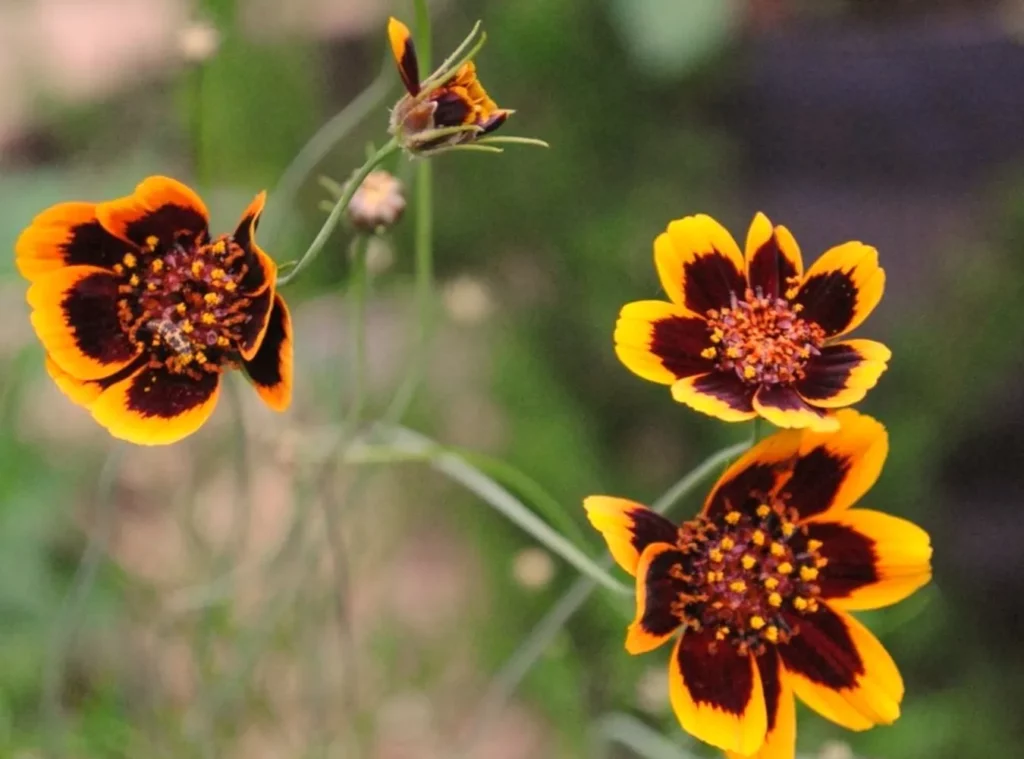 Tiges fines portant plusieurs fleurs de Cosmidium Brunette à différents stades : fleurs ouvertes, boutons et capitules secs. Les pétales jaunes à cœur brun rouge illustrent la forme typique de la plante en période de floraison. L’image montre aussi le port léger et ramifié de cette annuelle, intéressante pour la récolte de semences.