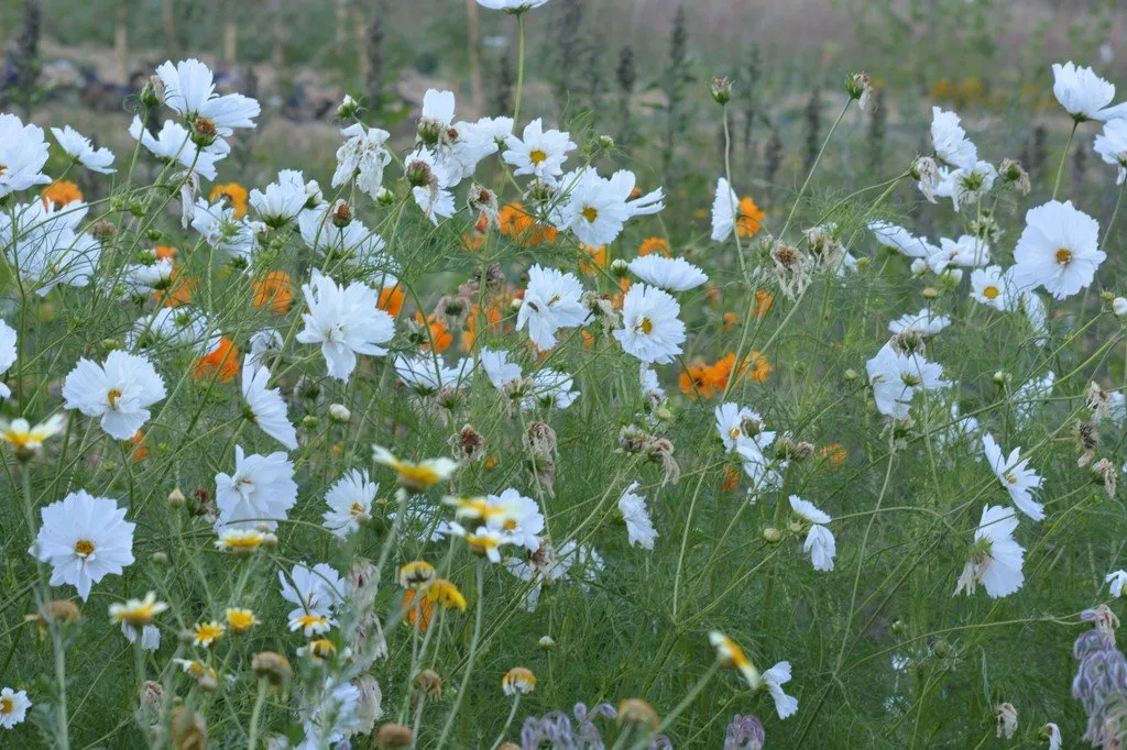 L'image montre un champs de cosmos a fleurs blanches