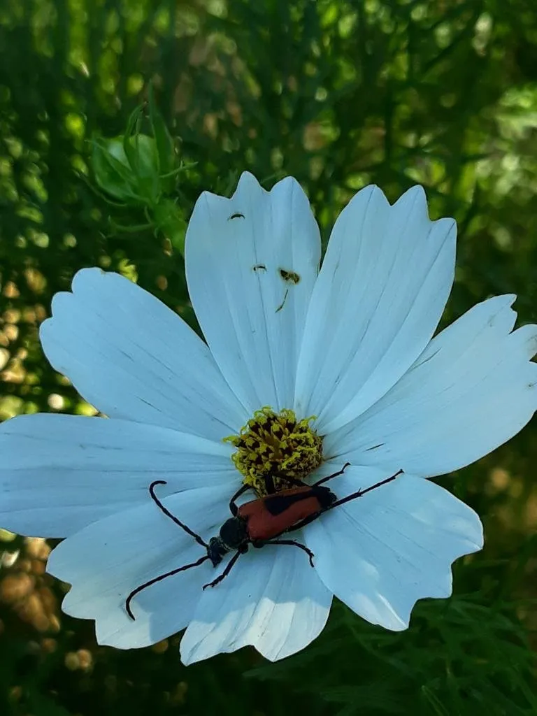 La photo nous montre une fleur de cosmos blanche avec un petit insecte à l'interieur