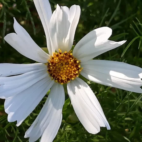 L'image est une photo de fleurs de cosmos blanche