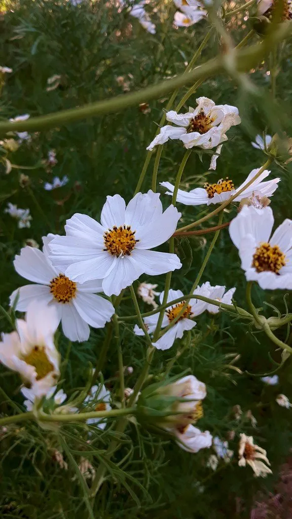 L'image montre un bouquet de fleurs de cosmos blanches