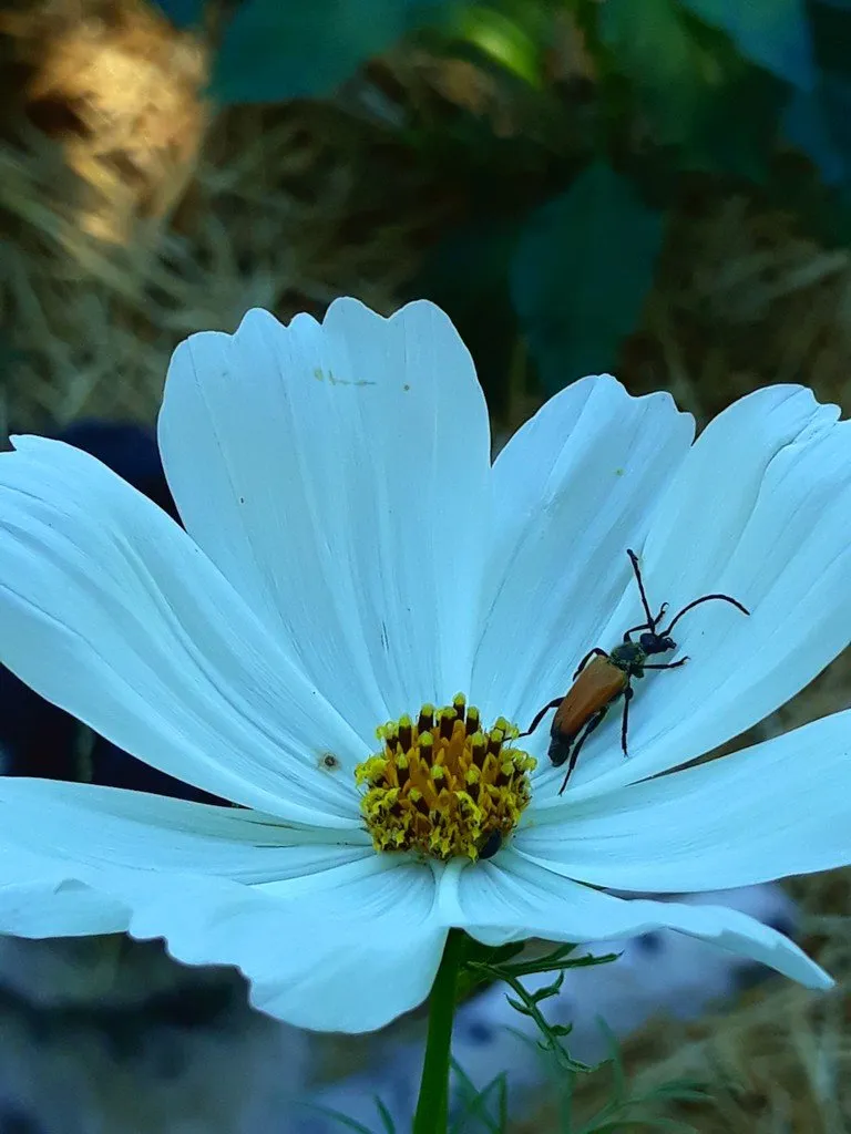 L'image montre une fleur blanche de cosmos avec un insecte