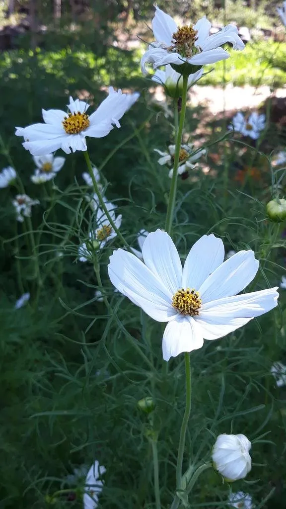 L'image montre des fleurs blanches de cosmos