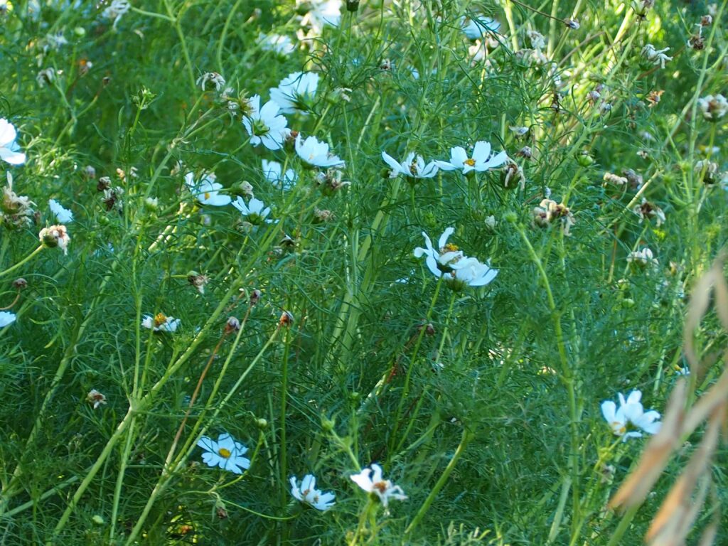 L'image est une photo de fleurs de cosmos blanche