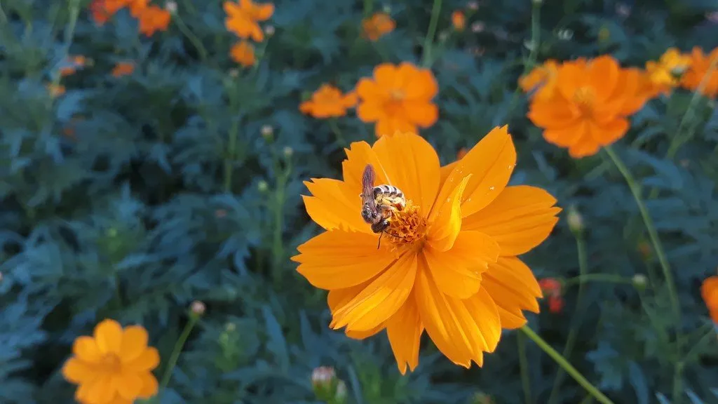 Sur cette image, on voit une fleur de cosmos sulfureux orange vif, au centre de laquelle est posée une abeille en train de butiner. La fleur est parfaitement ouverte, avec des pétales arrondis et légèrement dentelés, formant une belle corolle. L'abeille ajoute une touche de vie et de mouvement à l'image, mettant en évidence l'interaction entre la plante et la pollinisation.