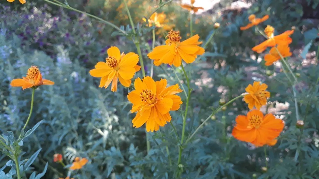 Cette image montre un groupe de fleurs de cosmos sulfureux éclatantes, d'un orange vif et lumineux. Chaque fleur est composée de pétales arrondis et légèrement dentelés, formant des corolles simples et élégantes. Les fleurs sont portées par de fines tiges vertes qui se ramifient, créant un effet de légèreté et de mouvement. L'arrière-plan flou, constitué de végétation verte et d'autres cosmos plus éloignés, met en valeur la beauté des fleurs au premier plan