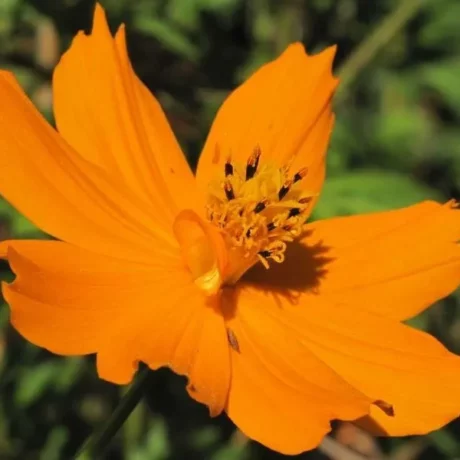 Sur cette image, on voit une fleur de cosmos sulfureux en gros plan. La fleur est d'une couleur orange éclatante, avec des pétales légèrement dentelés et disposés de manière à former une corolle ouverte. Les pétales sont fins et ondulés, ce qui donne à la fleur un aspect léger et aérien. Le centre de la fleur est composé de petites étamines jaune foncé à noir, ajoutant un contraste subtil à l'orange vif des pétales. L'arrière-plan est flou et verdoyant, mettant en valeur la fleur principale tout en évoquant un environnement naturel et lumineux. L'image capte la vitalité et la beauté simple de cette plante, très prisée dans les jardins pour ses couleurs vibrantes et sa facilité de culture.