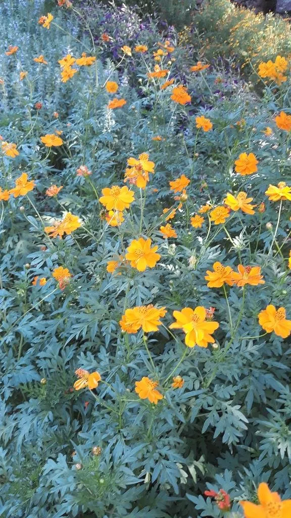 Cette image montre un champ dense de cosmos sulfureux en pleine floraison. Les fleurs, d'un orange éclatant, se détachent nettement du feuillage vert foncé. Chaque plante est parsemée de corolles simples aux pétales légèrement dentelés, créant un tapis coloré et vibrant. Les tiges fines et élancées soutiennent les fleurs et se balancent légèrement, donnant une impression de mouvement et de légèreté. L'arrière-plan montre une végétation dense et diversifiée, avec des touches de couleurs violettes et jaunes qui enrichissent la scène.
