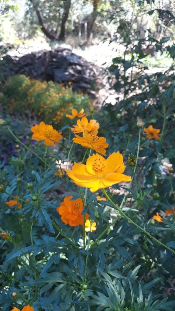 Cette image montre des fleurs de cosmos sulfureux aux teintes orange vif, poussant dans un environnement naturel et ensoleillé. Les fleurs sont délicates, avec des pétales légèrement dentelés qui forment des corolles simples et lumineuses. On observe des tiges élancées et des feuilles vert foncé, apportant un contraste saisissant avec la couleur vibrante des fleurs. L'arrière-plan est flou, mettant en valeur la profusion de fleurs et une partie de la végétation environnante, avec des zones ombragées et d'autres éclairées par le soleil.
