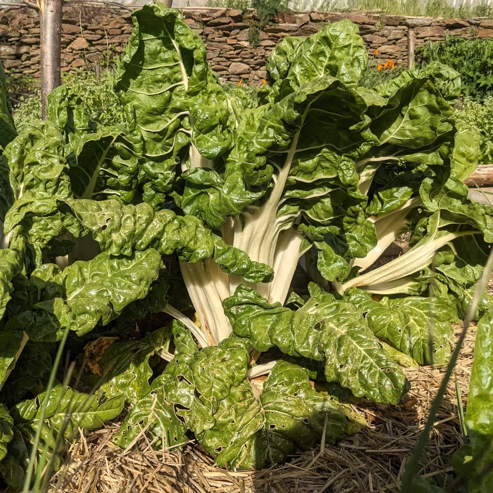 Plants de côte de blette de Genève récoltés montrant plusieurs pieds avec leurs feuilles gaufrées et leurs côtes blanches dans un jardin potager