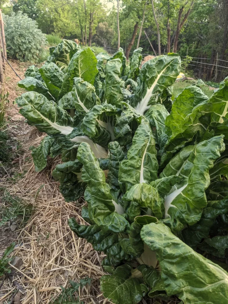 Côte de blette de Genève mature au jardin avec ses grandes feuilles vertes gaufrées et ses côtes blanches charnues dans un environnement paillé