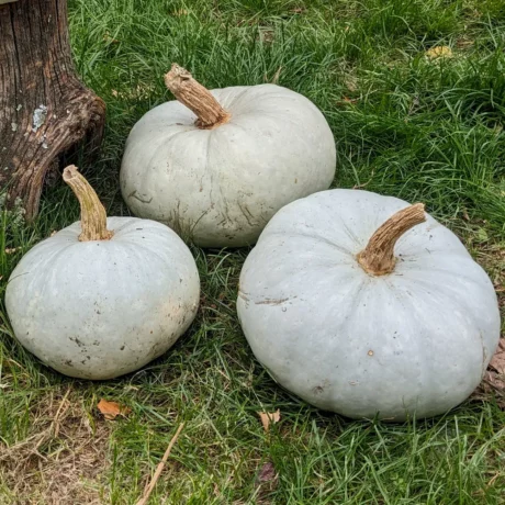 L'image montre des courges bleue de Hongrie misent en scène sur un bout de bois