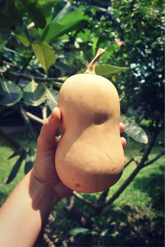 Une courge butternut dans la main d'un jardinier avec la forêt en fond