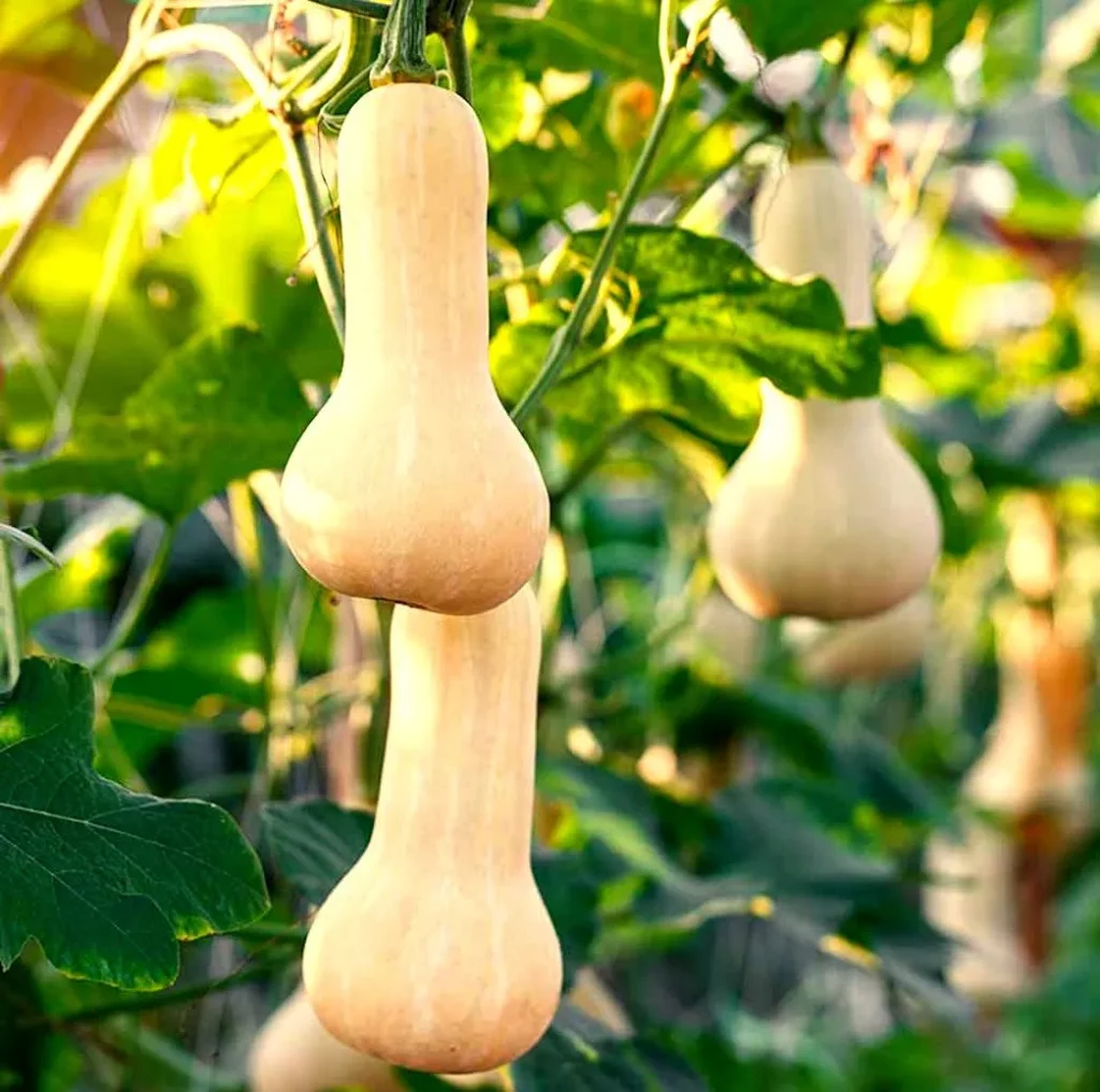 graines biologiques et reproductibles de courge Butternut