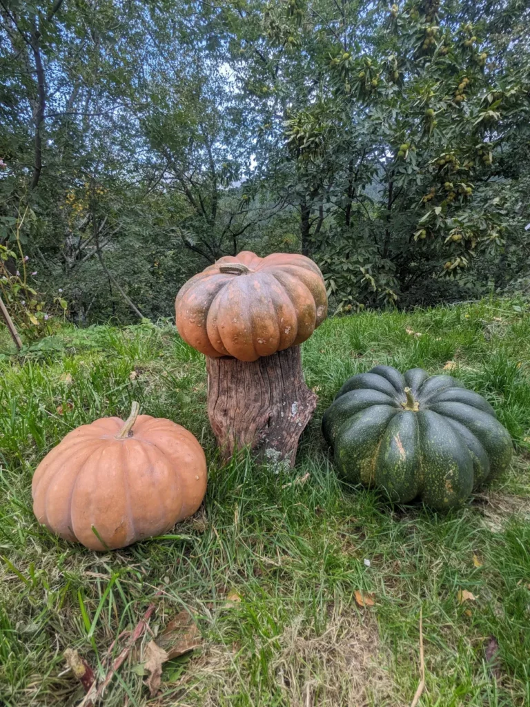 L'image montre trois courges, en réalité ce ne sont pas des courges mais des oeufs de monstre, ils vont bientot éclore et les monstres sortiront et irons manger vos enfants
