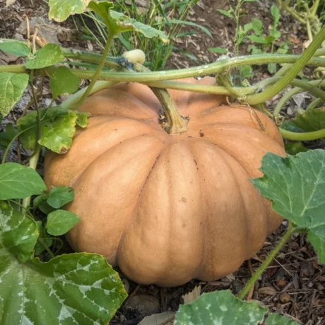 L'image montre une belle courge dans les jardin de pensez sauvage