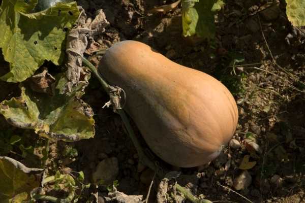 Graines biologiques reproductibles de Courge "Sucrine du Berry" - Pensez Sauvage