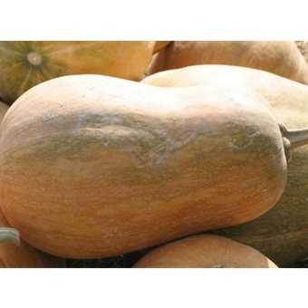Graines biologiques reproductibles de Courge "Sucrine du Berry" - Pensez Sauvage