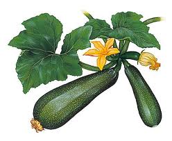Graines biologiques reproductibles de Courgette "Black Beauty" - Pensez Sauvage