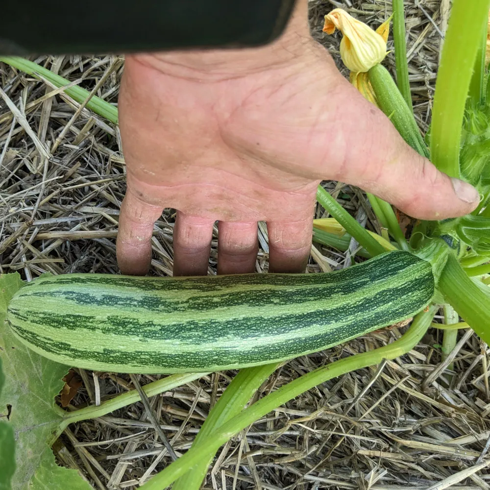 Courgette Cocozelle de Tripolis posée sur un paillage de paille, encore attachée à son plant. Une main humaine sert d’échelle pour montrer la taille du fruit, allongé et cylindrique, à la peau vert clair parcourue de fines stries vert foncé. On distingue autour les grandes feuilles vertes et quelques fleurs jaunes de courgette. L’ensemble évoque une scène naturelle de potager en été.