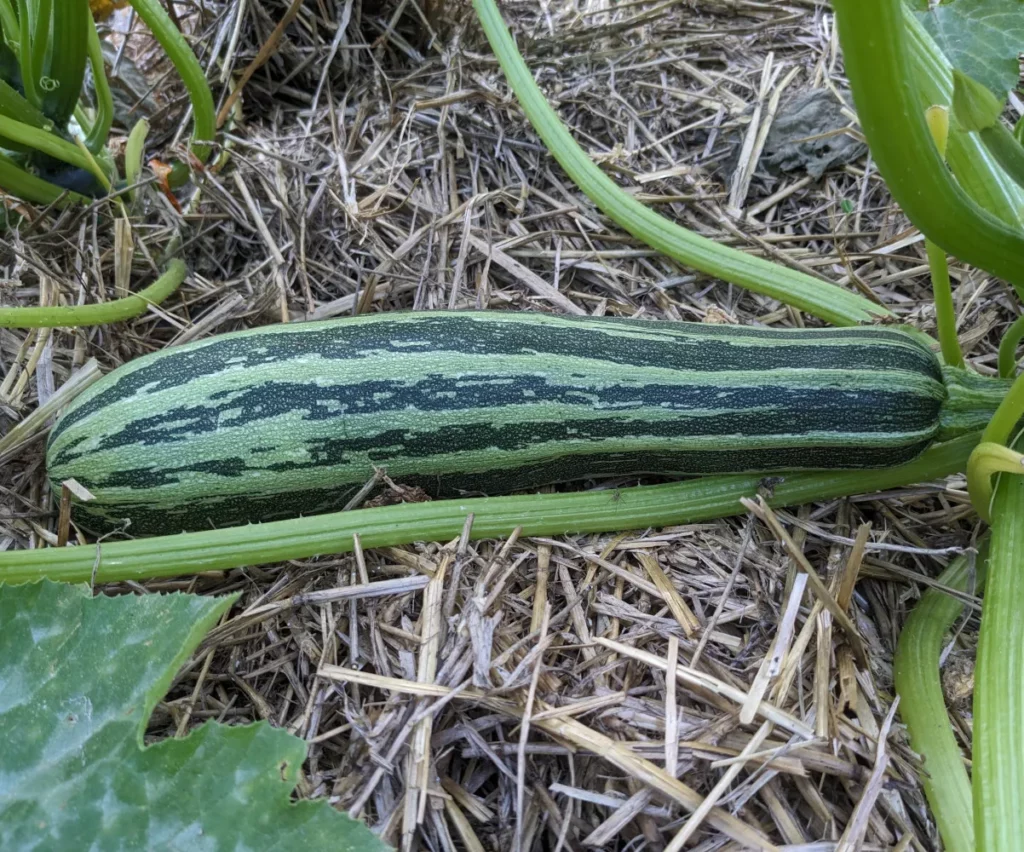 Courgette Cocozelle de Tripolis allongée, posée sur un paillage de paille dans un potager. Le fruit, bien formé et cylindrique, présente une peau vert foncé marbrée de longues stries vert clair. Autour, on distingue les tiges épaisses et quelques feuilles vertes du plant. L’image montre une courgette arrivée à maturité dans un jardin cultivé naturellement.