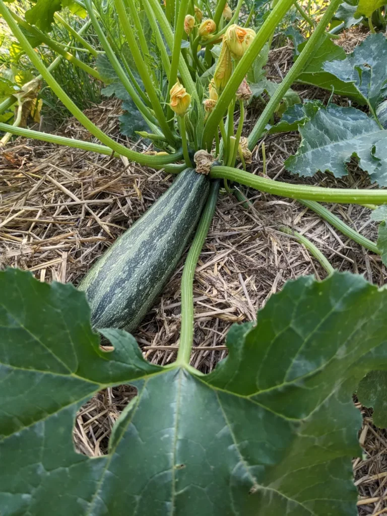 Courgette Cocozelle de Tripolis poussant sur un plant vigoureux cultivé pour la production de semences. Le fruit, long et fuselé, présente une peau vert foncé marbrée de stries vert clair. Autour, on distingue les larges feuilles vertes et plusieurs fleurs jaunes de courgette au milieu d’un paillage de paille, illustrant une culture naturelle en potager destinée à la récolte de graines reproductibles.