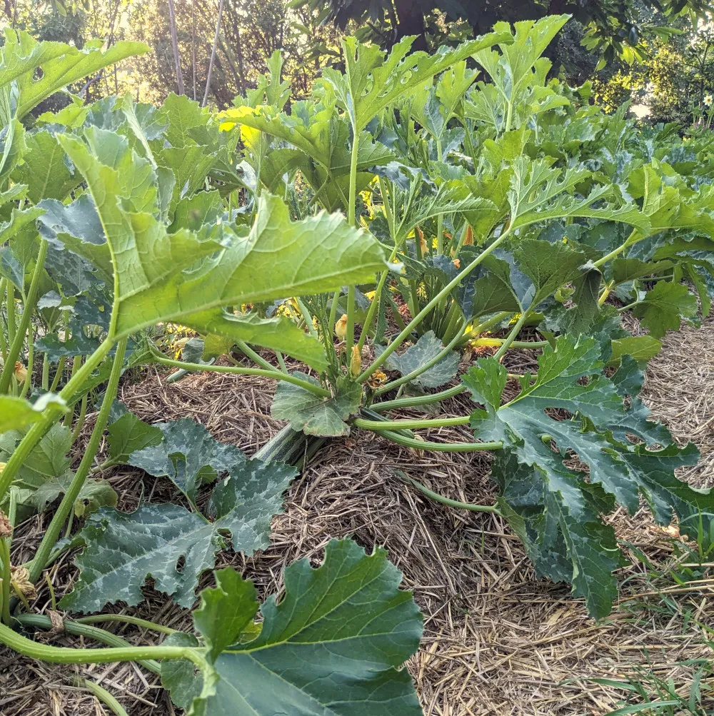 Rangée de plants de courgettes Cocozelle de Tripolis cultivés pour la production de semences. Les grandes feuilles vertes s’étalent largement sur un paillage de paille, tandis qu’on devine quelques fruits et fleurs jaunes entre les tiges. La scène, baignée de lumière en fin de journée, illustre une culture naturelle de courgettes destinée à la récolte de graines reproductibles.