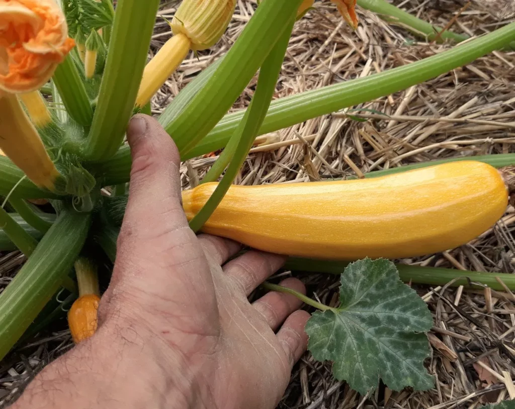 Voici un pied de courgette de la variété Gold Rush, la photo est prise dans un jardin on y apperçoit un bon paillage, la main du jardinier et un fruit en train de grossir sur le pied