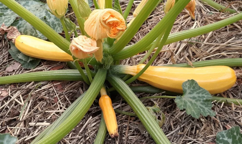 un gros plant sur un pied de courgette Gold Rush, on y voit plusieurs fruits de différentes tailles, le sol du jardin est couvert de paille.