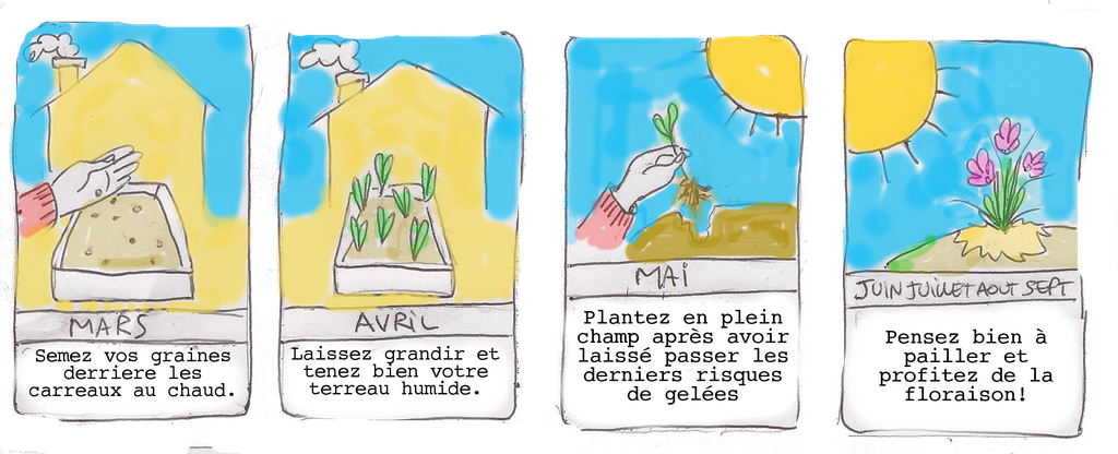 Graines biologiques reproductibles de Courgette "Rheinau Gold" - Pensez Sauvage