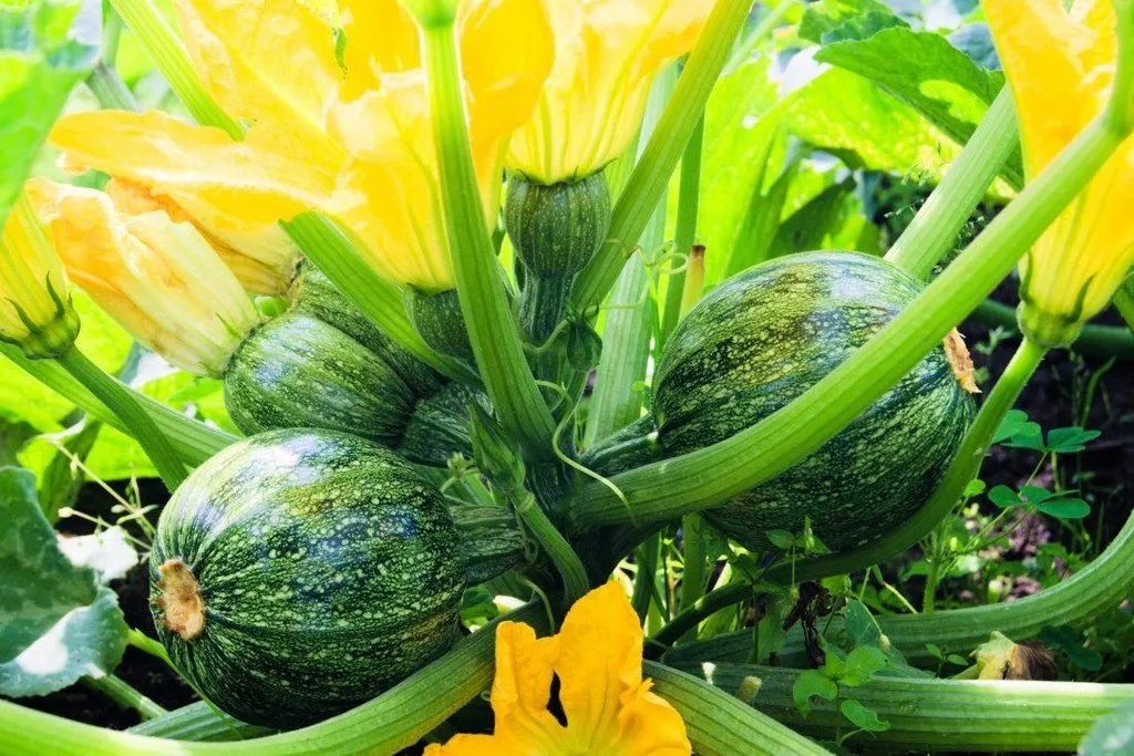Graines biologiques reproductibles de Courgette Ronde de Nice - Pensez Sauvage