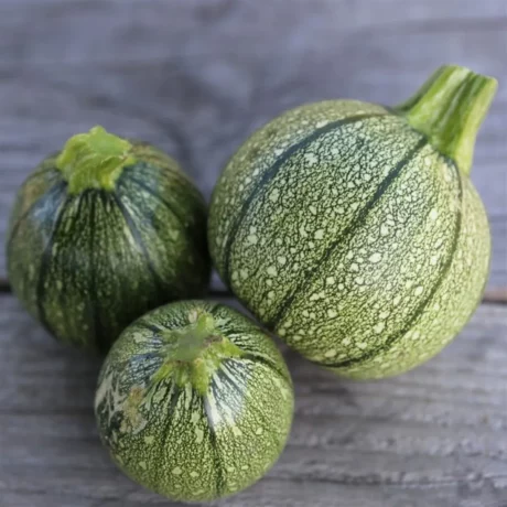 Graines biologiques reproductibles de Courgette Ronde de Nice - Pensez Sauvage